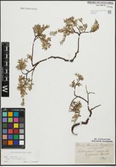 Foto von Salix repens subsp. incubacea (L.) A. Neumann